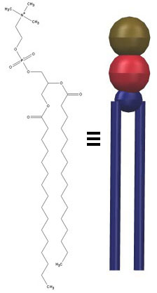 Phospholipid