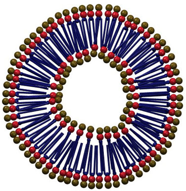 Phospholipid vesicle