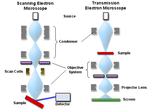 SEM and TEM compared